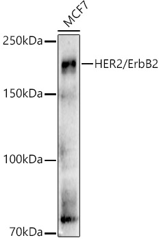 Western blot analysis of MCF7 using HER2/ErbB2 Polyclonal Antibody at 1:500 dilution.