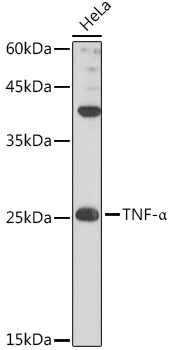 Western blot analysis of extracts of HeLa cells using TNF-α  Polyclonal Antibody at 1:1000 dilution.