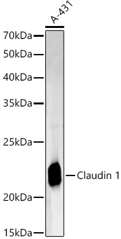 Western blot analysis of A-431 using Claudin 1 Polyclonal Antibody at 1:2000 dilution.