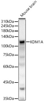 Western blot analysis of Mouse brain using KDM1A Polyclonal Antibody at 1:500 dilution.