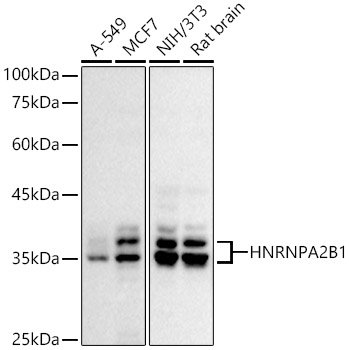 Western blot analysis of extracts of various cell lines using HNRNPA2B1 Polyclonal Antibody at 1:500 dilution.