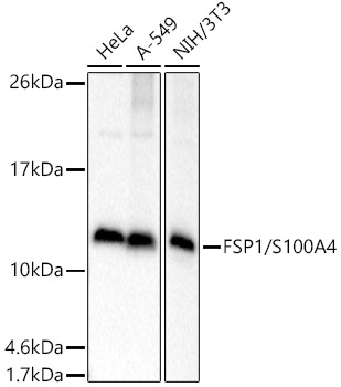 Western blot analysis of extracts of various cell lines using FSP1/S100A4 Polyclonal Antibody at 1:1000 dilution.