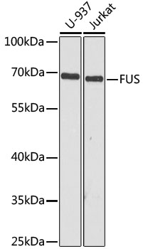 Western blot analysis of extracts of various cell lines using FUS Polyclonal Antibody at 1:1000 dilution.