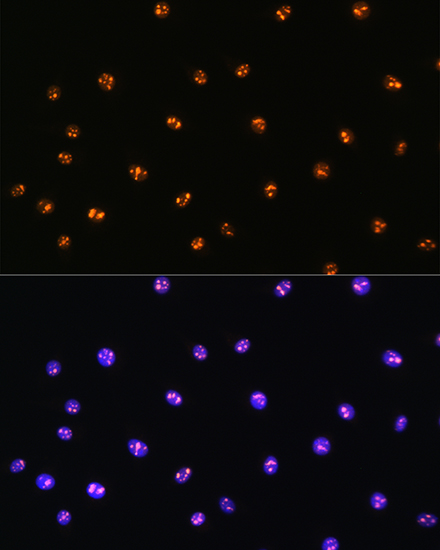 Immunofluorescence analysis of L929 cells using MST1/STK4 Polyclonal Antibody at dilution of 1:100. Blue: DAPI for nuclear staining.