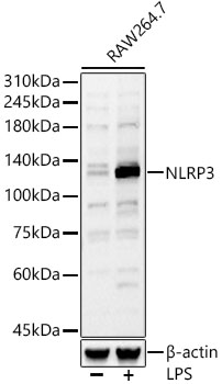 Western blot analysis of RAW264.7 using NLRP3 Polyclonal Antibody at 1:500 dilution.Raw264.7 cells were treated by LPS (1 μg/ml) at 37℃ for 8 hours.