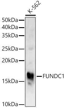 Western blot analysis of extracts of K-562 cells using FUNDC1 Polyclonal Antibody at 1:1000 dilution.