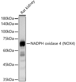 Western blot analysis of extracts of various cell lines using NADPH oxidase 4 Polyclonal Antibody at 1:1000 dilution.