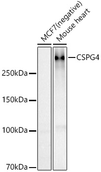 Western blot analysis of various lysates using NG2/CSPG4 Polyclonal Antibody at 1:500 dilution.