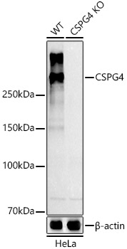 Western blot analysis of extracts from wild type(WT) and NG2/CSPG4 knockout (KO) HeLa cells using NG2/CSPG4 Polyclonal Antibody at 1:500 dilution.