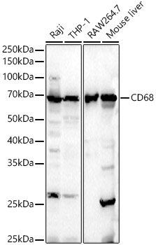Western blot analysis of various lysates using CD68 Polyclonal Antibody at 1:500 dilution.