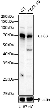 Western blot analysis of extracts from wild type(WT) and CD68 knockout (KO) U-87MG cells using CD68 Polyclonal Antibody at 1:500 dilution.