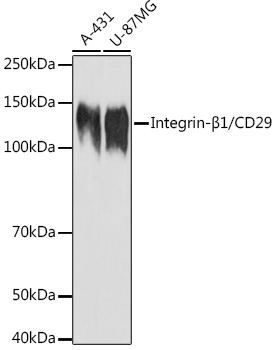 Western blot analysis of extracts of various cell lines using Integrin-β1/CD29 Polyclonal Antibody at 1:1000 dilution.