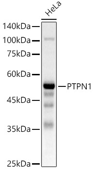 Western blot analysis of HeLa using PTPN1 Polyclonal Antibody at 1:500 dilution.