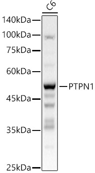 Western blot analysis of C6 using PTPN1 Polyclonal Antibody at 1:500 dilution.