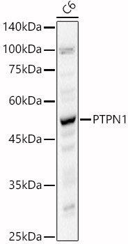 Western blot analysis of C6 using PTPN1 Polyclonal Antibody at 1:400 dilution.