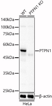 Western blot analysis of extracts from wild type(WT) and PTPN1 knockout (KO) HeLa(KO) cells using PTPN1 Polyclonal Antibody at 1:400 dilution.