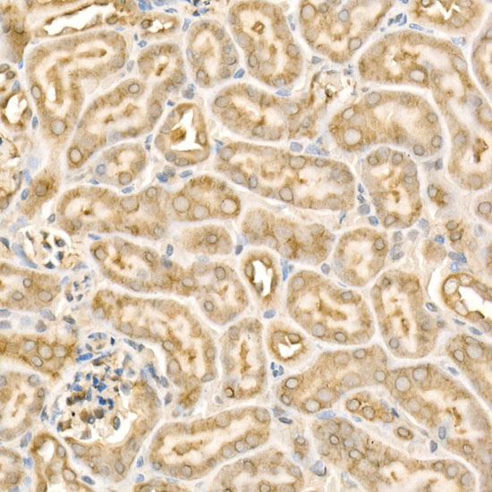 Immunohistochemistry of paraffin-embedded Mouse liver using EIF4E Polyclonal Antibody at dilution of 1:50 (40x lens).Perform high pressure antigen retrieval with 10 mM citrate buffer pH 6.0 before commencing with IHC staining protocol.