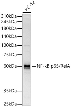 Western blot analysis of various lysates using NF-kB p65/RelA Polyclonal Antibody at 1:2000 dilution.