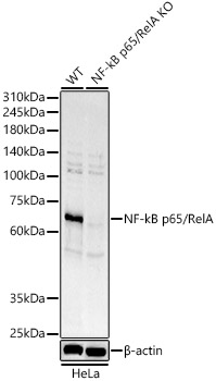 Western blot analysis of extracts from wild type(WT) and NF-kB p65/RelA knockout (KO) HeLa(KO) cells using NF-kB p65/RelA Polyclonal Antibody at 1:2000 dilution.