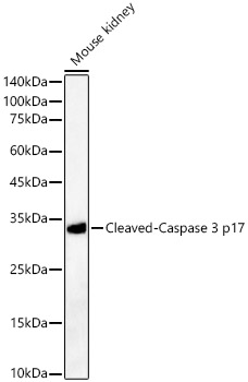 Western blot analysis of Mouse kidney using Cleaved-Caspase 3 p17 Polyclonal Antibody at 1:400 dilution.