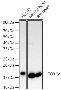 Western blot analysis of various lysates using COX IV Polyclonal Antibody at 1:500 dilution.