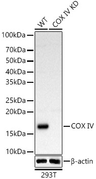 Western blot analysis of extracts from wild type(WT) and COX IVknockdown (KD) 293T(KD) cells using COX IV Polyclonal Antibody at 1:500 dilution.