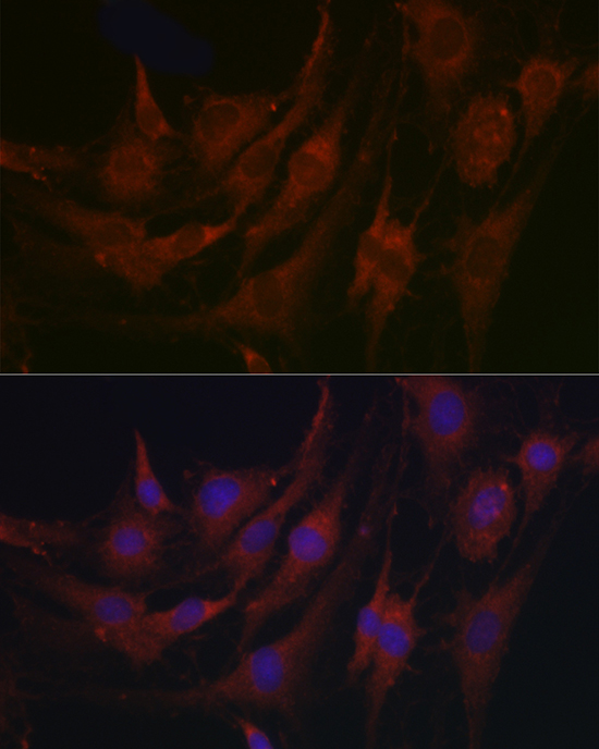 Immunofluorescence analysis of C6 cells using PRG2 Polyclonal Antibody at dilution of 1:100 (40x lens). Blue: DAPI for nuclear staining.