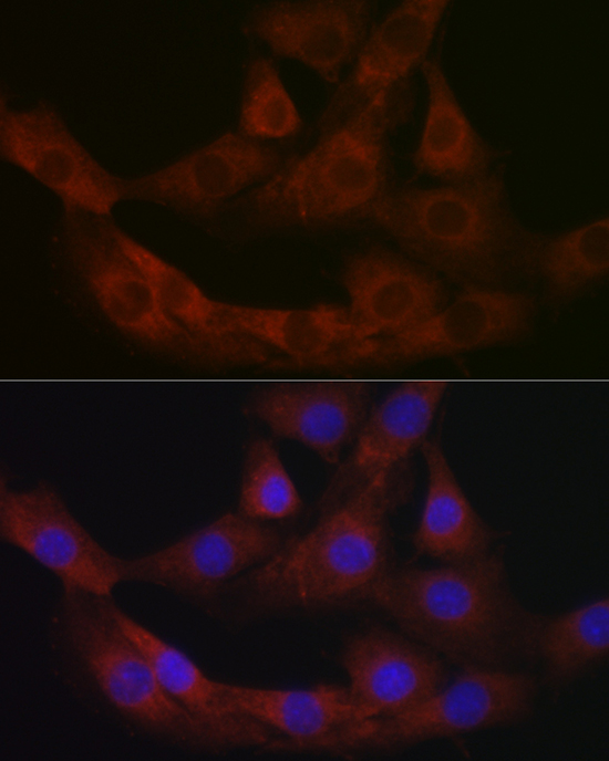 Immunofluorescence analysis of NIH/3T3 cells using PRG2 Polyclonal Antibody at dilution of 1:100 (40x lens). Blue: DAPI for nuclear staining.