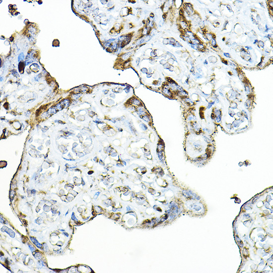 Immunohistochemistry of paraffin-embedded human placenta using PRG2 Polyclonal Antibody at dilution of 1:100 (40x lens).Perform high pressure antigen retrieval with 10 mM citrate buffer pH 6.0 before commencing with IHC staining protocol.