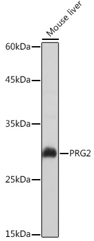 Western blot analysis of extracts of Mouse liver using PRG2 Polyclonal Antibody at 1:1000 dilution.
