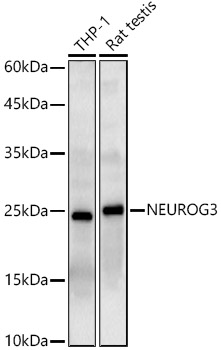 Western blot analysis of various lysates using NEUROG3 Polyclonal Antibody at 1:1000 dilution.