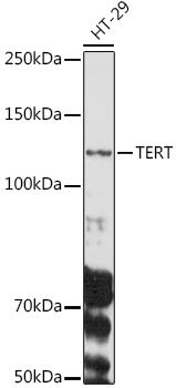 Western blot analysis of extracts of HT-29 cells using TERT Polyclonal Antibody at 1:1000 dilution.
