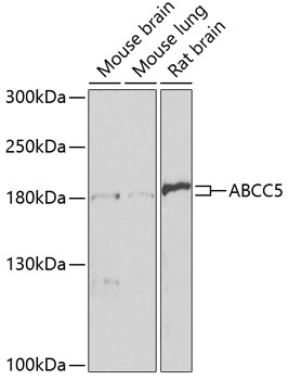 Western blot analysis of extracts of various cell lines using ABCC5 Polyclonal Antibody at 1:1000 dilution.