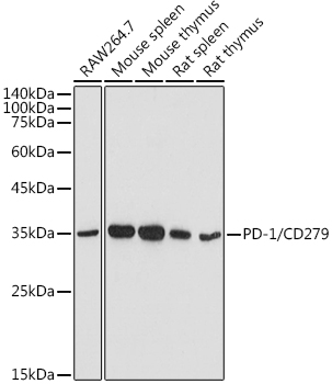 Western blot analysis of extracts of various cell lines using PD-1/CD279 Polyclonal Antibody at 1:500 dilution.