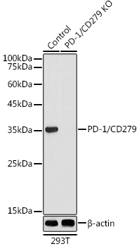 Western blot analysis of extracts from normal (control) and PD-1/CD279 knockout (KO) 293T cells using PD-1/CD279 Polyclonal Antibody at 1:500 dilution.