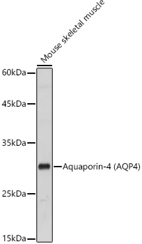 Western blot analysis of extracts of Mouse skeletal muscle using Aquaporin-4 Polyclonal Antibody at 1:1000 dilution.