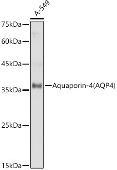 Western blot analysis of extracts of A-549 cells using Aquaporin-4 Polyclonal Antibody at 1:1000 dilution.