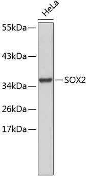 Western blot analysis of extracts of HeLa cells using SOX2 Polyclonal Antibody