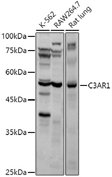 Western blot analysis of extracts of various cell lines using C3AR1 Polyclonal Antibody at 1:1000 dilution.