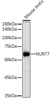 Western blot analysis of extracts of Mouse testis using NUR77 Polyclonal Antibody at 1:1000 dilution.