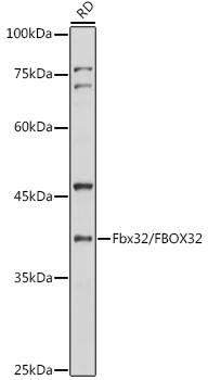 Western blot analysis of extracts of RD cells using Fbx32/FBOX32 Polyclonal Antibody at 1:1000 dilution.