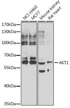 Western blot analysis of extracts of various cell lines using AKT1 Polyclonal Antibody