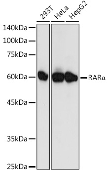 Western blot analysis of extracts of various cell lines using RARα Polyclonal Antibody at 1:1000 dilution.