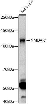 Western blot analysis of Rat brain using NMDAR1 Polyclonal Antibody at 1:2000 dilution.