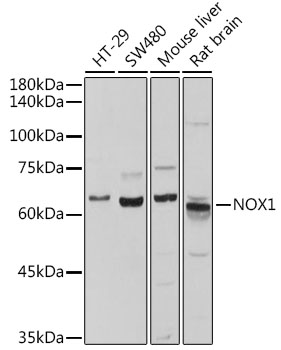 Western blot analysis of extracts of various cell lines using NOX1 Polyclonal Antibody at 1:500 dilution.