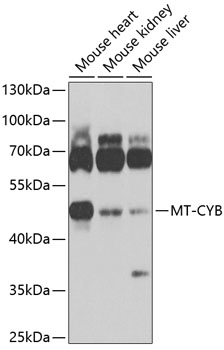 Western blot analysis of extracts of various cell lines using MT-CYB Polyclonal Antibody at 1:1000 dilution.