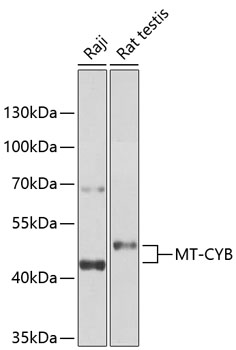 Western blot analysis of extracts of various cell lines using MT-CYB Polyclonal Antibody at 1:1000 dilution.