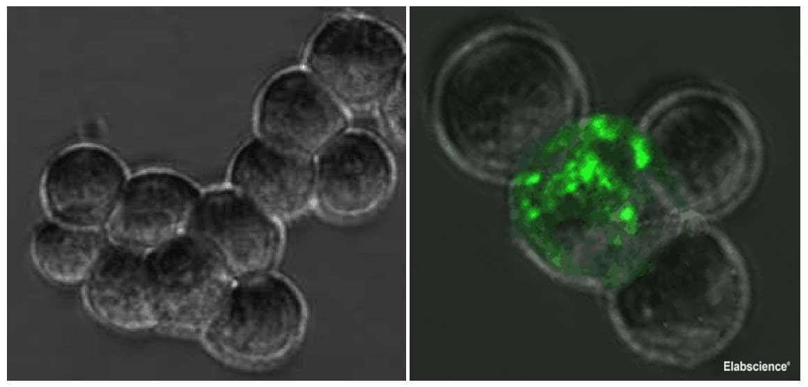 Immunofluorescence analysis of 293T cells by overexpressed SARS-CoV Spike Protein (Right) or not (Left) using SARS-CoV Spike Monoclonal Antibody at dilution of 1:50.