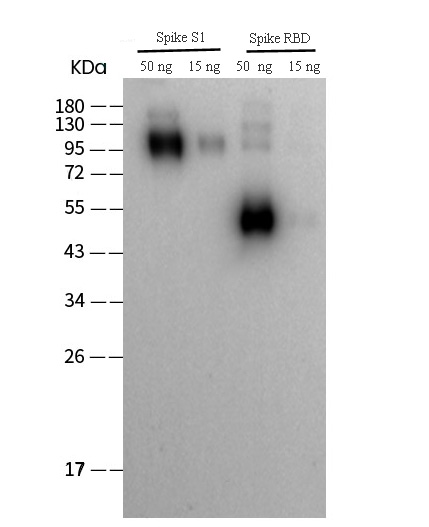 WesternBlotanalysisofSARS-CoV2-SpikeproteinusingSARS-COV/SARS-COV-2 Spike RBD Polyclonal Antibody(2019-nCoV)atdilutionof 1:2000