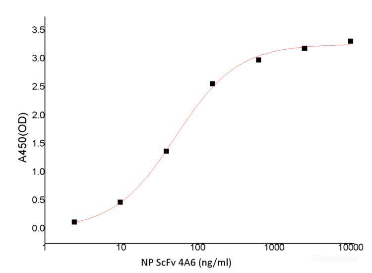 Immobilized 2019-nCoV Nucleocapsid Protein at 5.0 ug/mL (100 uL/well) can bind Recombinant anti-SARS-CoV2-NP ScFv (4A6),the EC50 is less than 51.29 ng/mL.
